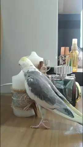 My cockatiel loves to play all day!#FunnyPets #Cockatiel #HappyBird #CuteBird #SingingBird 