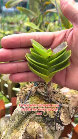 Hoàng nhạn rừng mít xu 