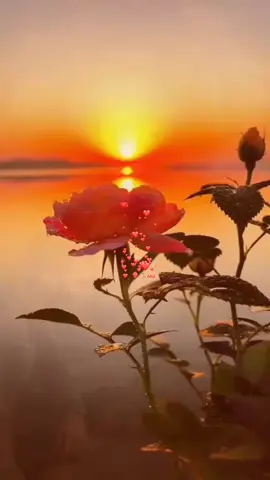 مسعودة زينها مقدود❤️❤️🌹🌹