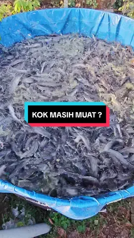 Isi berapa kolam diameter 1.5 ?  #budidayalele #sorotan #jangkauanluas 