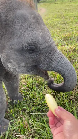 Si Nisa 🐘  Padahal di mulutnya masih ada tebu, dikasih pisang tetep ajaa mau dimasukin kedalam mulut semua 🫣🤣 Gak sabaran bangettt ciii 🤏🏻#gajah #waykambas #anakgajah #gajahviral #gajahlucu 
