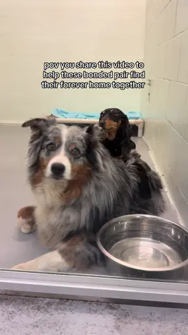 Doing my part in helping this bonded pair find their new home together forever 💗😭 #dog #pet #fyp #dogsoftiktok #dogs 