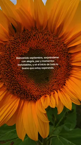 1 de septiembre bienvenido, un nuevo mes, 2025 #septiembre #amarillas #flores #girasoles #abis 