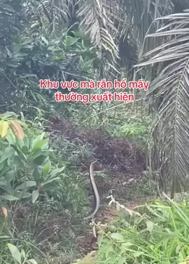 Khu vực mà rắn hổ mây thường xuất hiện