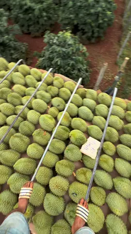 Người giàu thì giả nghèo, người nghèo thì giả giàu.. người sợ mình nghèo là người lạ, người sợ mình giàu lại là người quen ! #47daklak #xuhuong #saurieng 