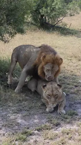 even King of the jungle last 2 seconds 😂😂