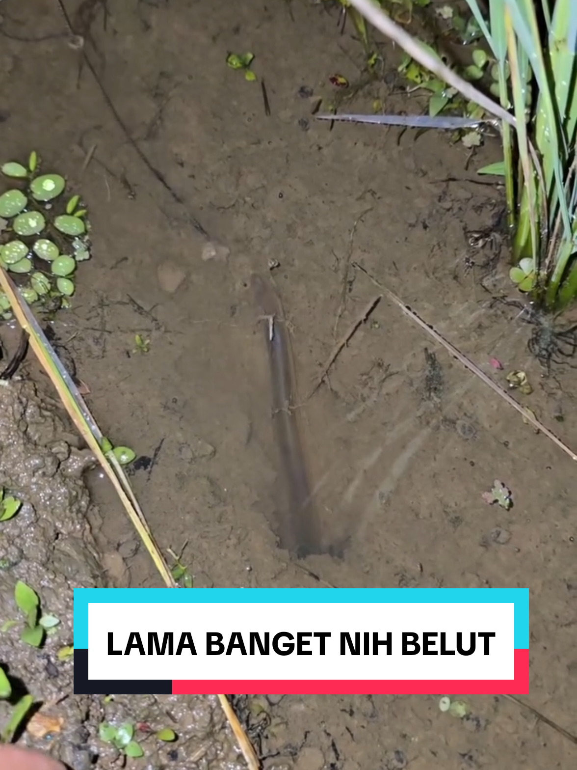 Suka males kalo ketemu belut lama makan nya. #belut #ell #xybca #mancingbelut #fishing 