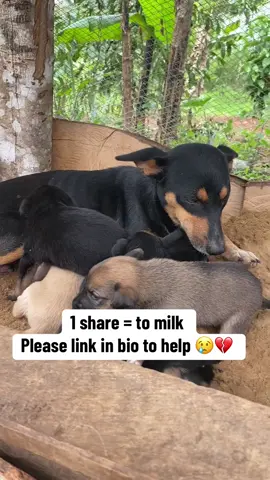 We need dogs food #dogs #tiktok #fypシ゚ #creatorsearchinsights @💙  @Pollo.AI_Jesus_Channel 