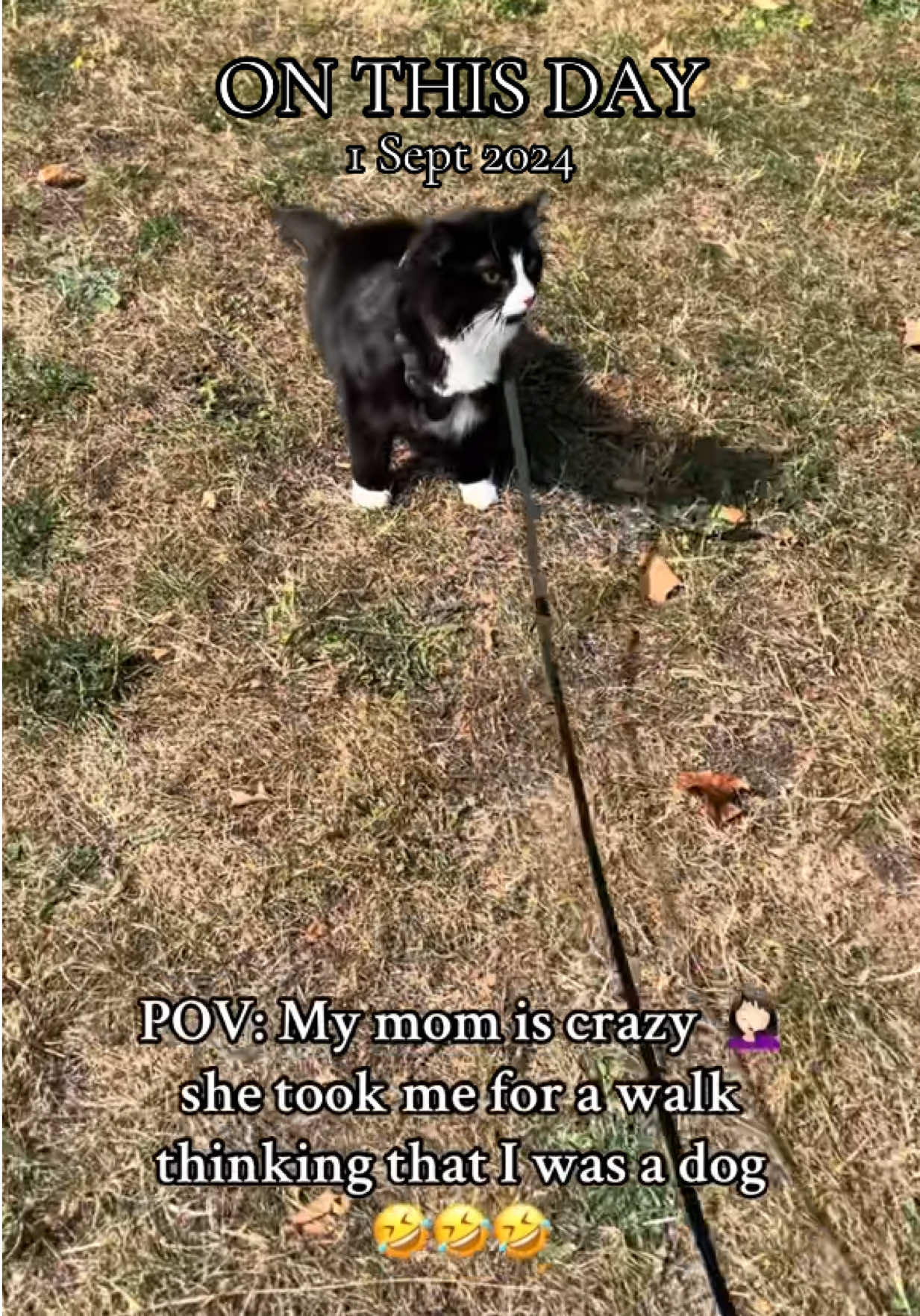 That was my adventure to the park last year 🤭  #Cat #Adventure #CatsOfTikTok #OnThisDay #Max  