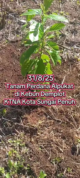 Kebun Demplot Terong Belanda dan Alpukat KTNA Pertama Di Provinsi Jambi 