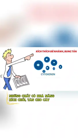 CHẤT KÍCH CHỒI, TÁN, ĐẺ NHÁNH CYTOKININ #nongnghiep #kienthuc #agriculture #nongnghiepthudi 