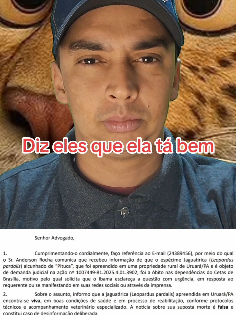 Ibama responde sobre o estado da pituca!! #andreinvenciveis #causaanimal #pitucalivre 