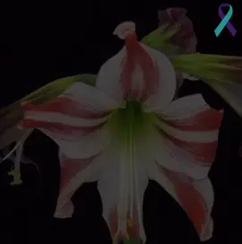 #SUICIDEPREVENTION :: please reach out to anyone if you are struggling. If you know someone who is struggling check on them! I promise things do get better even if it takes years, months, weeks. you WILL heal, you WILL get better. You’re worthy, you’re very much loved, cared for. People will miss you. You’re presence is noticed and adored. Life is worth living even if it takes years to even grasp I swear to you it is. Please keep going.  #fyp #fypシ #suicidepreventionmonth #septembersuicidepreventionmonth #awareness #suicide #prevention #month #lifeisworthliving #youreloved #youmatter #youreimportant #keepgoing #stayalive #fyppppppppppppppppppppppp 