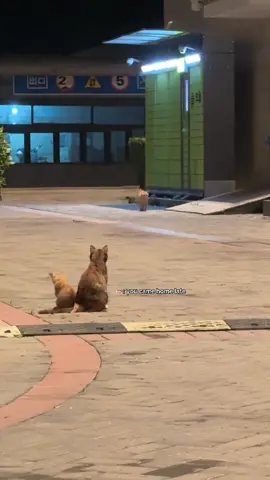 #catlover 