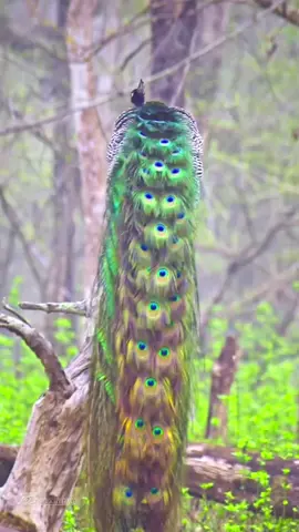 Peacock amazing danc 🤪#animal #birds #nature #dance #fyp 