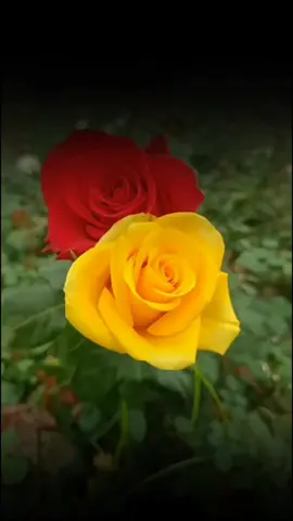 ﴿فَقُلْتُ اسْتَغْفِرُوا رَبَّكُمْ إِنَّهُ كَانَ غَفَّارًا ۝ يُرْسِلِ السَّمَاءَ عَلَيْكُم مِّدْرَارًا ۝ وَيُمْدِدْكُم بِأَمْوَالٍ وَبَنِينَ وَيَجْعَل لَّكُمْ جَنَّاتٍ وَيَجْعَل لَّكُمْ أَنْهَارًا﴾ [سورة نوح: 10-12] #صباحكم_سعاده #صباح_الورد #اللهم_بك_اصبحنا#استغفرالله #صباح_الخير  
