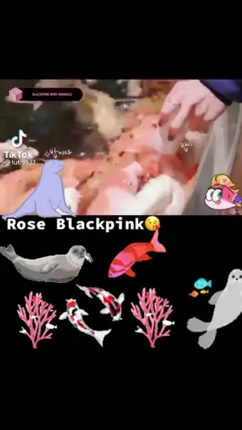 Now Aquarium #rosie I'm Want Fish And Seals How Pet's Like Fish Almost Already Cool 🐟🐟🦭 #rose #roseannepark #roseblackpink #parkchaeyoung #roses_are_rosie #blackpink #blackpinkhouse #foryourpage #foryoupage #fyp 