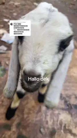 Membalas @Ni Atalia  harus sering2 keluar kandang biar cepet gede  #kambing  #anakkambing  #fypdonggggggg 