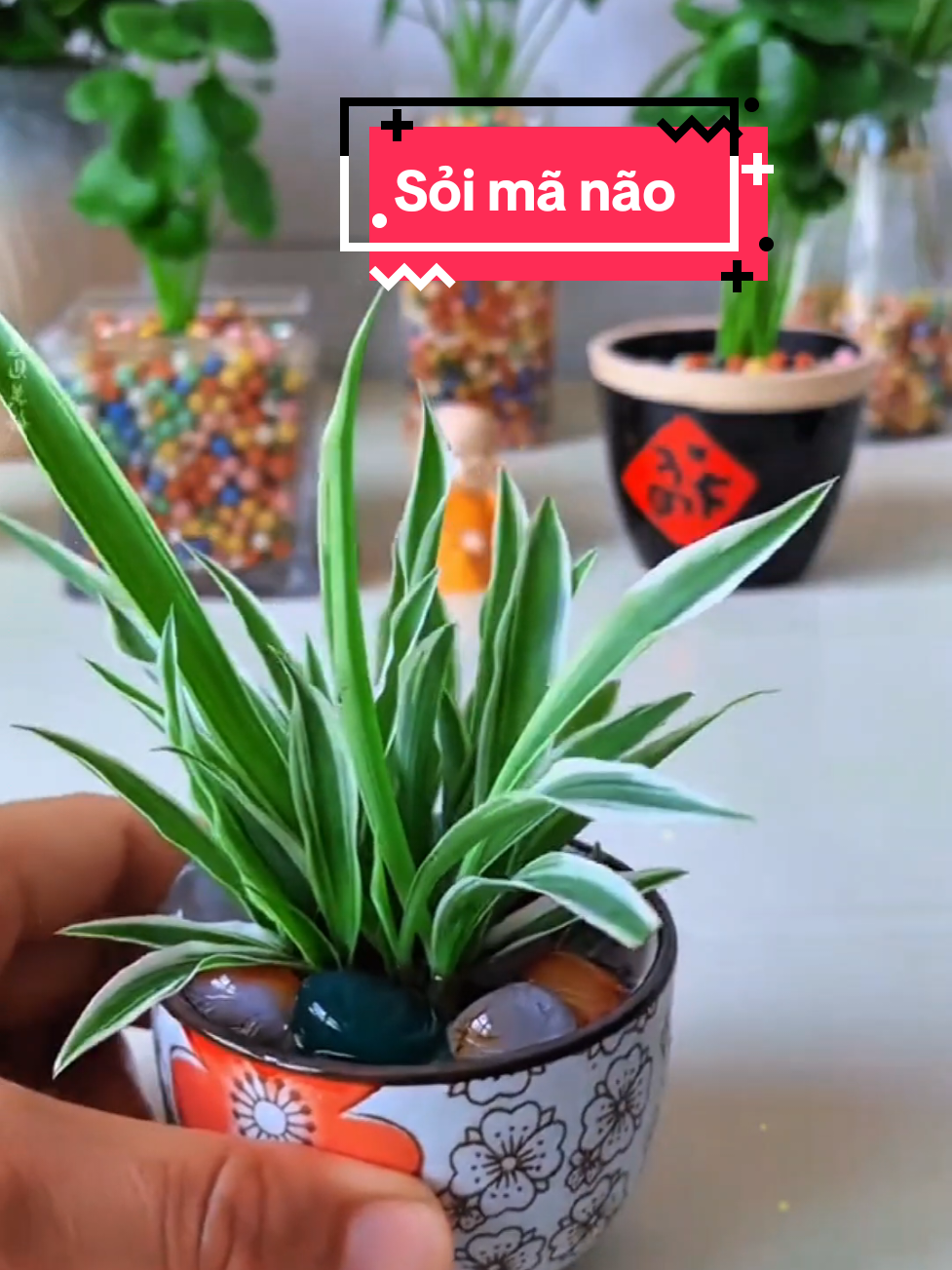 Thêm 1 chậu cây mini #soimanao #trangtri #tieucanh #hoca #thuysinhgiandon @Thủy Sinh Giản Đơn 