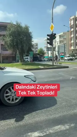 Antalya D400 karayolunda bir vatandaş, orta refüjde bulunan zeytin ağacının dalından zeytin toplarken görüldü.