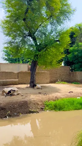 گاؤں کی خوبصورتی 📸#foryoupage❤️❤️ #viewsproblem #unfreezemyacount #villagelifestyle #desimahool 