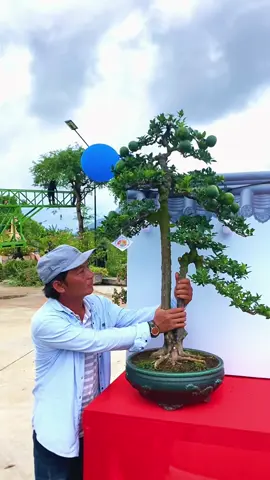 Lần đầu tiên được đứng gần 1 tác phẩm cam mà đẹp mê ly như thế này 🥰#bonsaitree #bonsai 