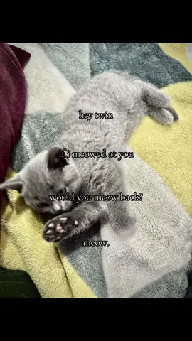 would you? #fyp #reload #heytwin #sleepycat #miacat 