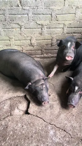 Chào anh con lợn việt nam 😀😀