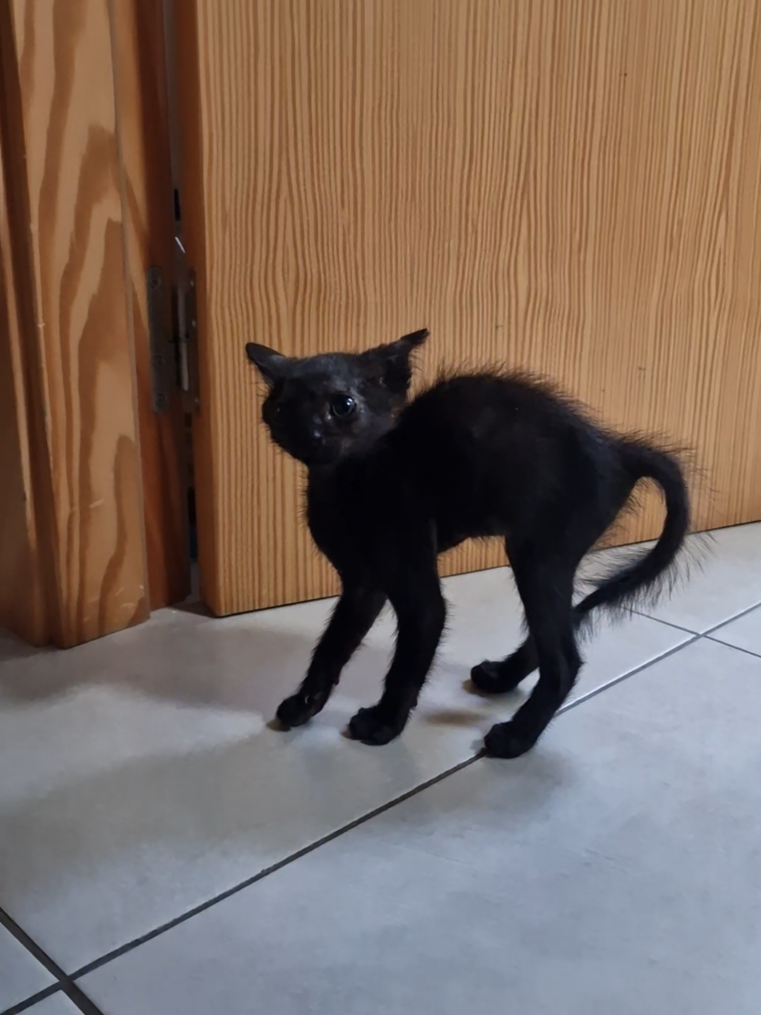 Esta gatita es una Draculilla #gatitostiktok #michisvirales #gatitos_haciendo_cosas #fyp #adoptaungato 