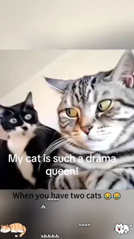 Funny cat #cat #catsoftiktok #funny #usa #fyp #foryou #funnyvideo 