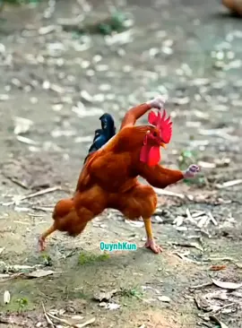 kungfu chicken #quynhkun 
