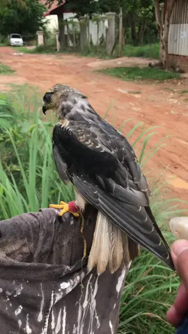 ត្រូវការស្ទាំងកណ្ដុរត_-ម្លៃ សមរម្យមួយបងប្អូនមានឆាតមក…