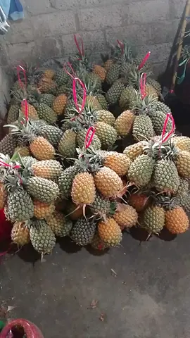 pokok tlaten boss#pineapple #nanasbalap #kediri24jam #petaniindonesia🇮🇩🇮🇩🇮🇩🌿🌿 
