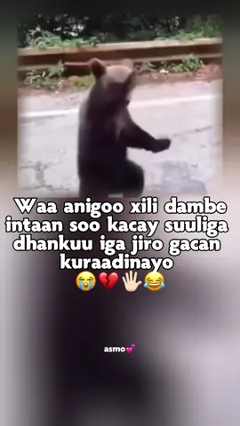 love isarrrrr😭💕#somalitiktok #videoviral #fppppppppppppppppppp #fyp 