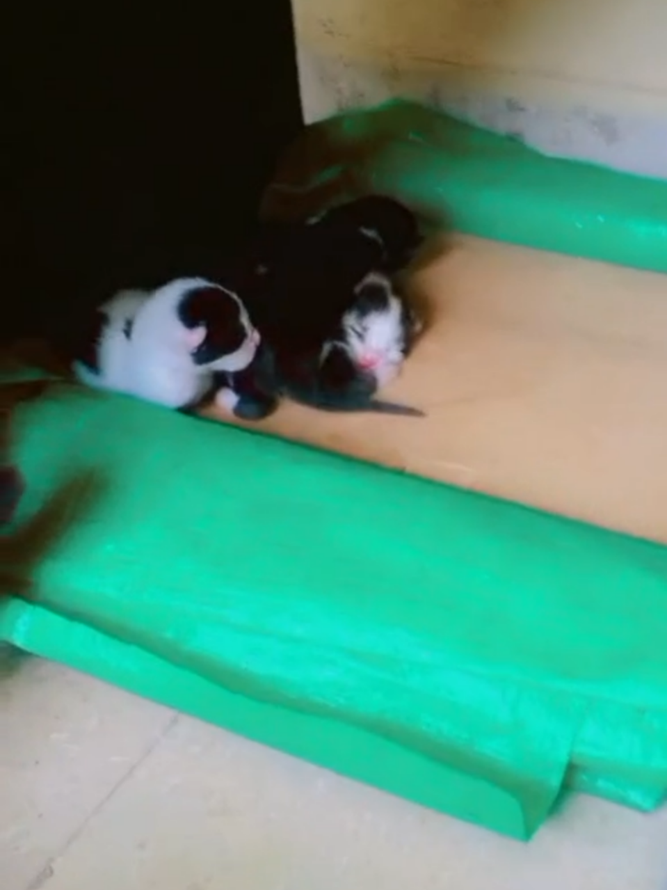 New Born Kittens  #pet #cat #kitten #newborn