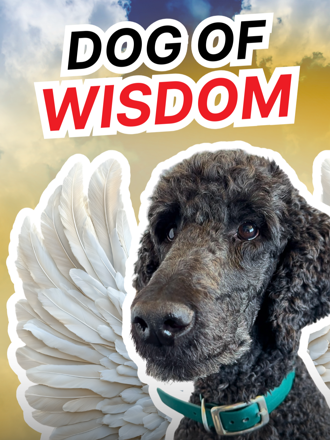 bark of truth, no 🧢