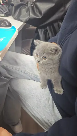 My cat classmate #cat #funnytiktok #funny #funnyvideos #tiktok 