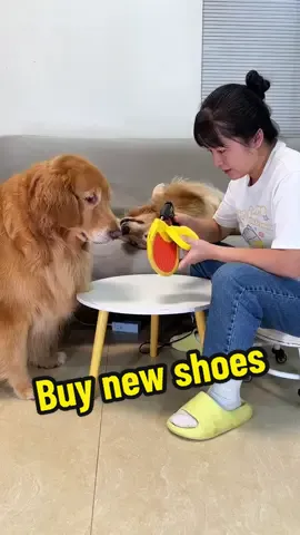 Buy new shoes#goldenretriever #golden #dog #pet 