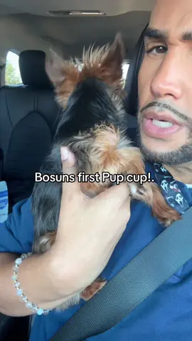 Bosun enjoys his first pup cup!!. #babybosun #pupcup #yorkiesoftiktok #mybaby #angeloispetty 