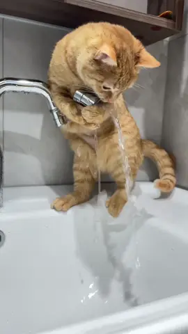 #olebrandselect #cat #cute #catmeme 