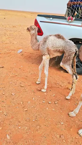 #الشعب_الصيني_ماله_حل😂😂 #ليبيا🇱🇾 #الركيبات 