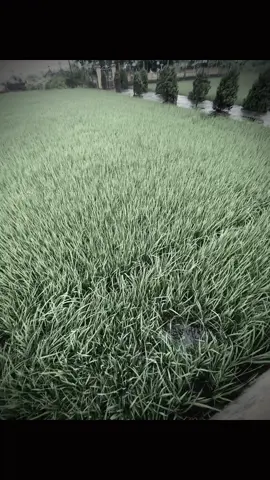 花需要雨水才能盛开，可有些人，再多眼泪也留不住。 Hoa cần nước mưa mới có thể nở rộ, nhưng có những người, dù bao nhiêu nước mắt cũng chẳng thể giữ lại. #camxuccuaem #ddnxuhuong #xhuong #tamtrang #viral 