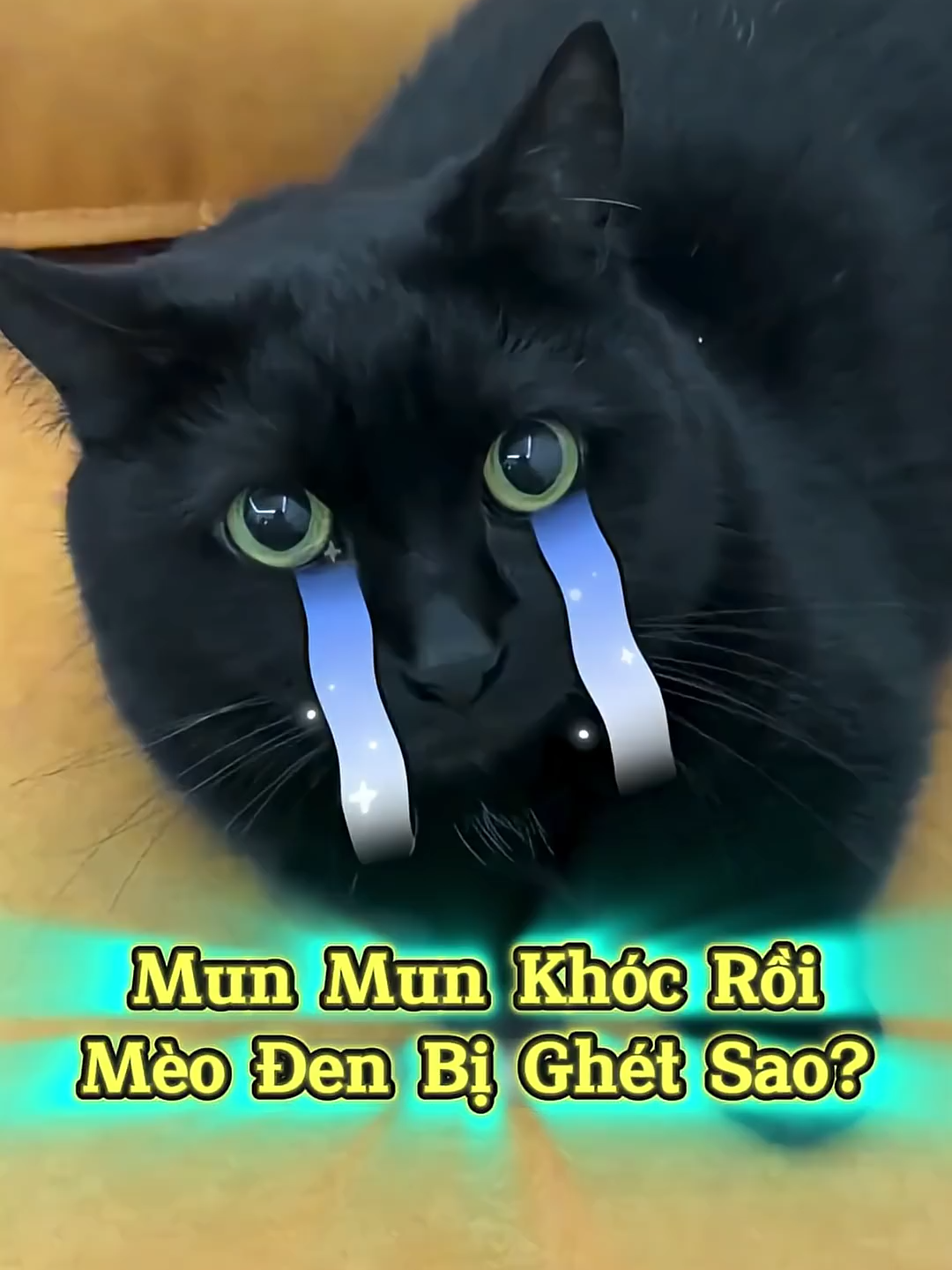 Vì Sao Ai Cũng Ghét Mun Mun? #thúcưng #vậtnuôi #chómèohàihước #pets #funny #cute #cat