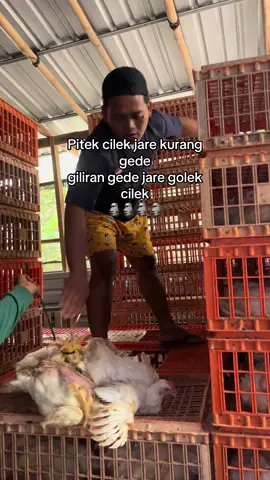 Karepmuu pakne #kandangayam #gmbroiler #closedhouse #broiler #broiler #ayampotong #alatkandang #kubota #kandangayam #closedhouse #broiler #pocong #alatkandang #alatkandang #kubota #kandangayam 