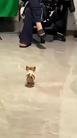 Turn up the volume#Funny#Haha#WTF#OMG