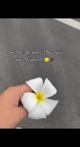 #@🍉 အချစ်တွေပေးမှာကွ🤭🫶🏿#fouourpageofficial #fouryoupage #flypシ #flypシ 