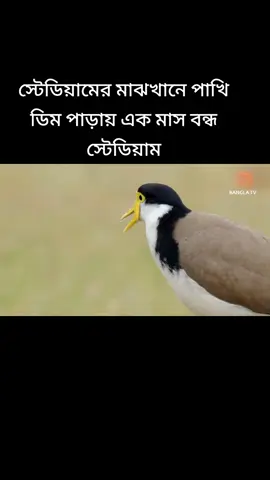 #Stadium closed for a month after bird lays eggs in the middle of the stadium #fyp #dubai🇦🇪 #bdtiktokofficial🇧🇩 #foryoupage 