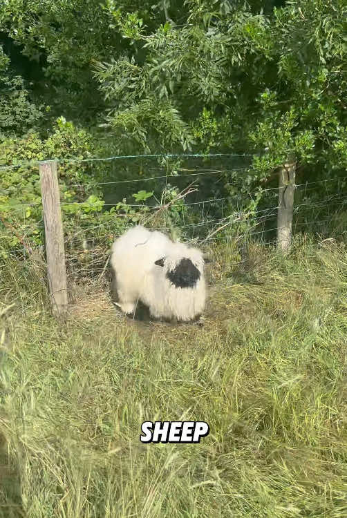 “Valais Blacknose sheep can also be really fun as pets.”#tiktok #fyp #foryou #cute #animal #viral 
