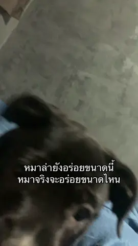 #หมาดื้อ #ด๊อบบี้ 