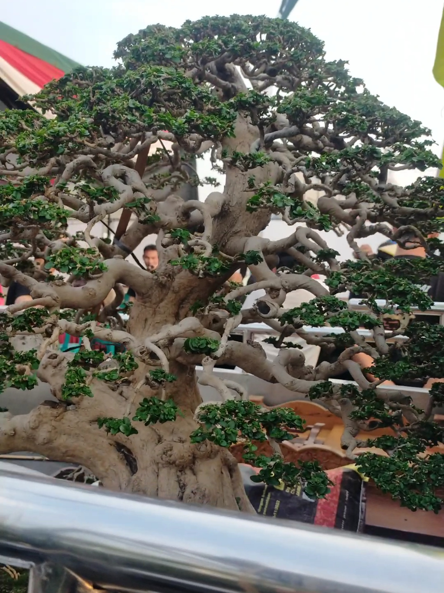Suasana Hari Terakhir Penerimaan Pohon PAMNAS BONSAI PATI JAVA MASTER  Pohon-pohon bonsai super mulai antri Berdatangan. . . #bonsai #bonsaitree #bonsaiindonesia #bonsaimini #pati 